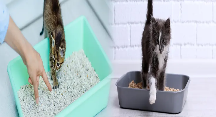 How to Train a Kitten to Use the Litter Box