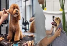 Pamper Your Pet: Pet Stores Offering Grooming Services and Premium Pet Supplies