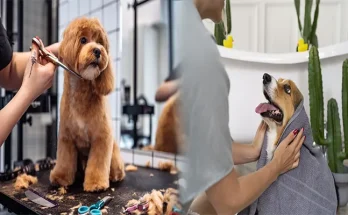 Pamper Your Pet: Pet Stores Offering Grooming Services and Premium Pet Supplies