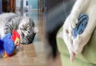 Pet Stores Selling High-Quality Cat Toys and Accessories