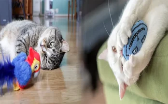 Pet Stores Selling High-Quality Cat Toys and Accessories