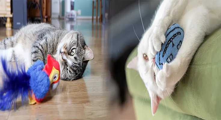 Pet Stores Selling High-Quality Cat Toys and Accessories