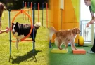 The Top Online Pet Stores for Dog Training Equipment: Elevating Canine Education